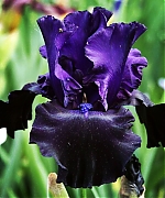 AHBR026.jpg